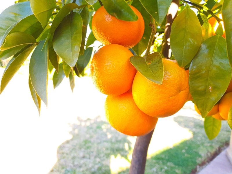 Das Bild zeigt frische Orangen die an einem Orangenbaum hängen
